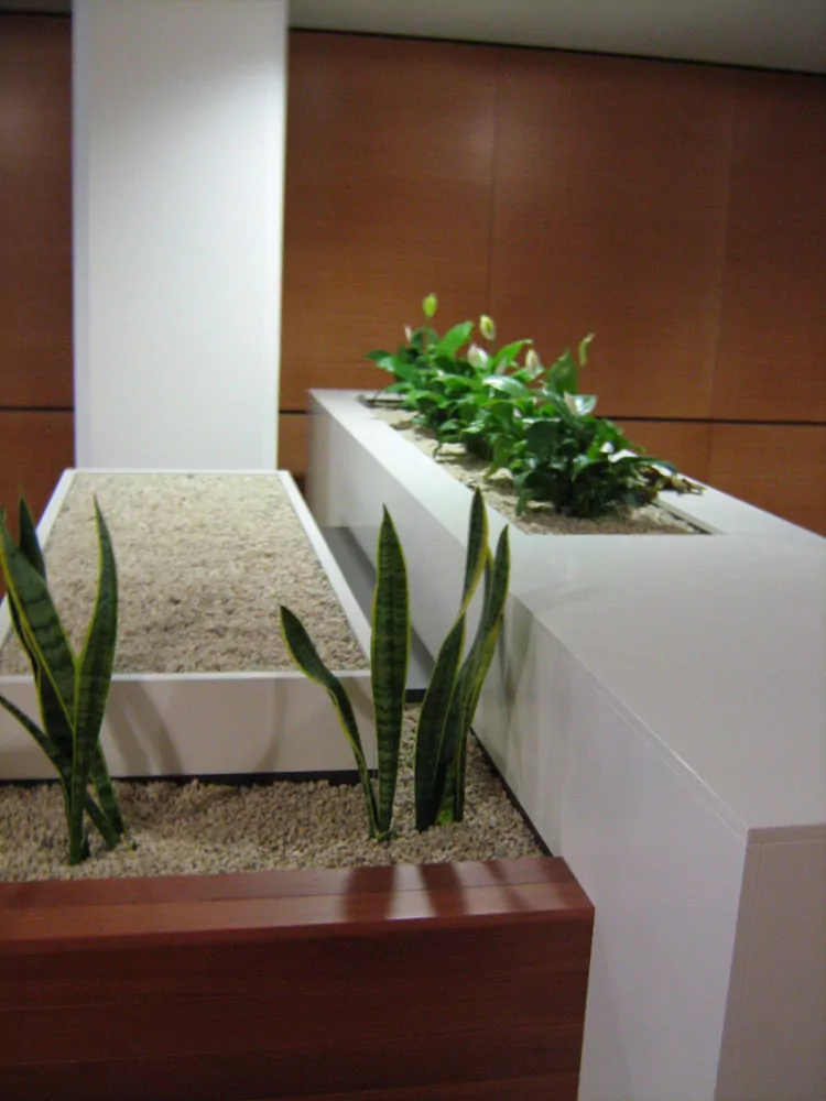 There two rows of neat plants in wood bays, with soil. The background wall is a wood panel.